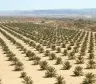توريد نخيل السعودية