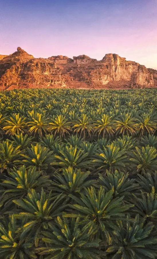 توريد نخيل السعودية