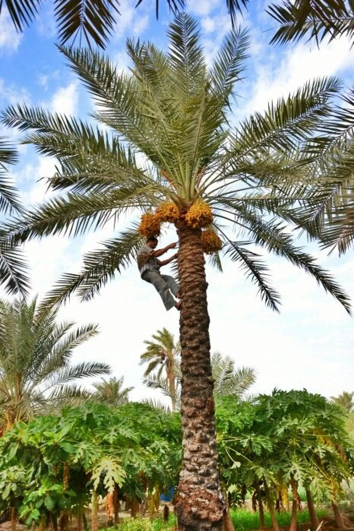 خدمات نخيل
